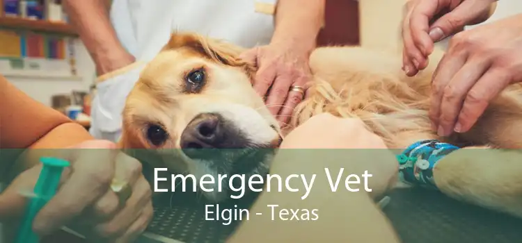Emergency Vet Elgin - Texas