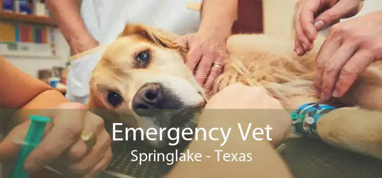 Emergency Vet Springlake - Texas