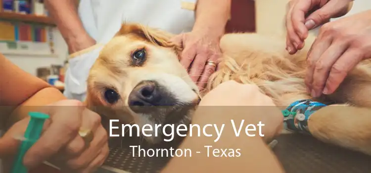 Emergency Vet Thornton - Texas