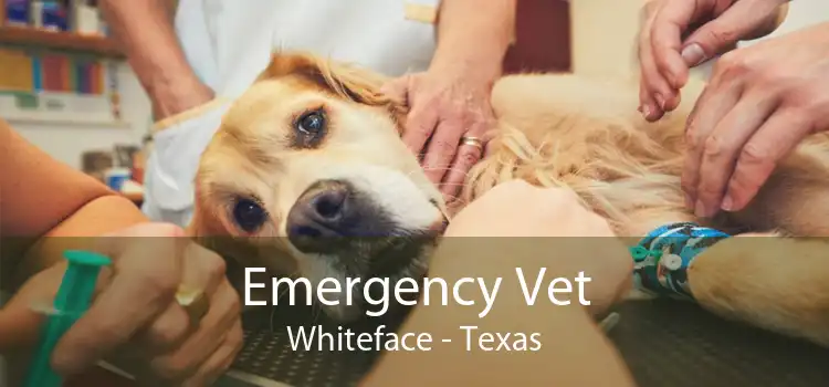 Emergency Vet Whiteface - Texas