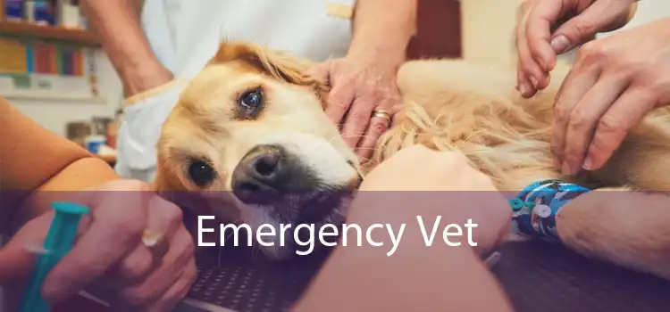 Emergency Vet 