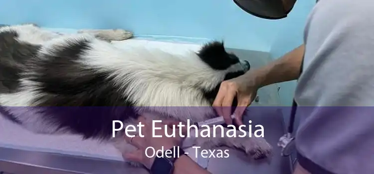 Pet Euthanasia Odell - Texas
