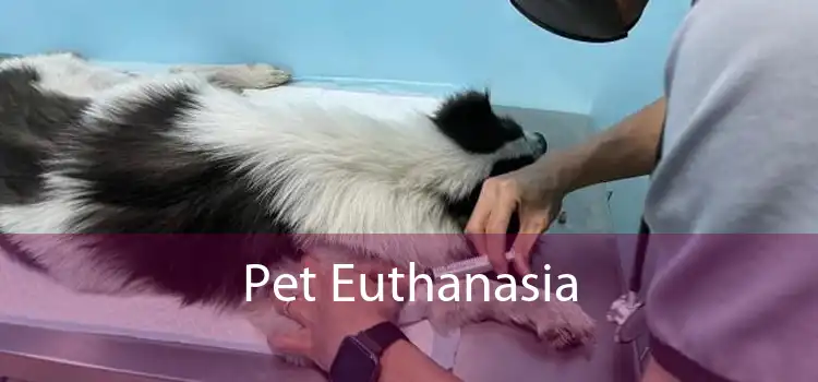 Pet Euthanasia 