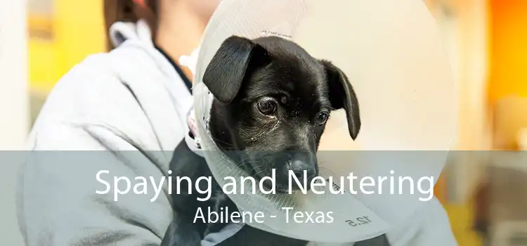 Spaying and Neutering Abilene - Texas