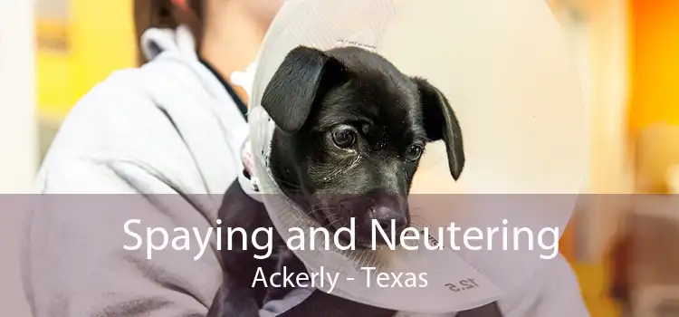 Spaying and Neutering Ackerly - Texas