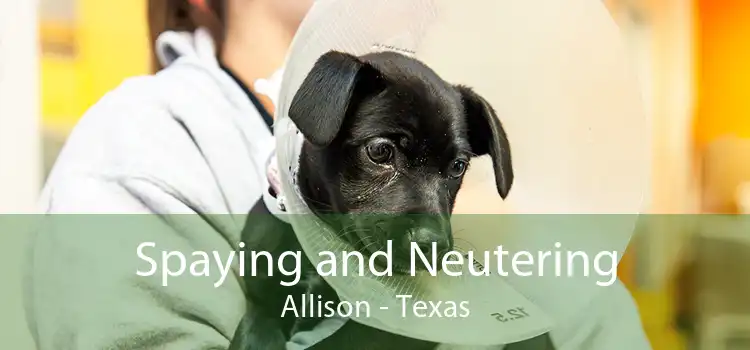 Spaying and Neutering Allison - Texas