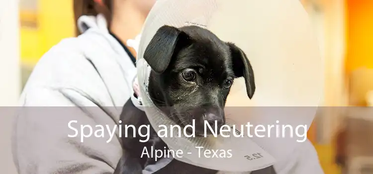 Spaying and Neutering Alpine - Texas