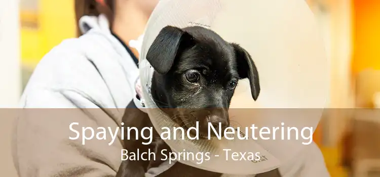 Spaying and Neutering Balch Springs - Texas