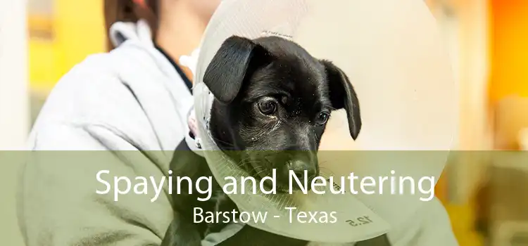 Spaying and Neutering Barstow - Texas