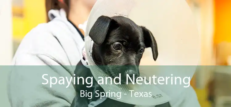 Spaying and Neutering Big Spring - Texas