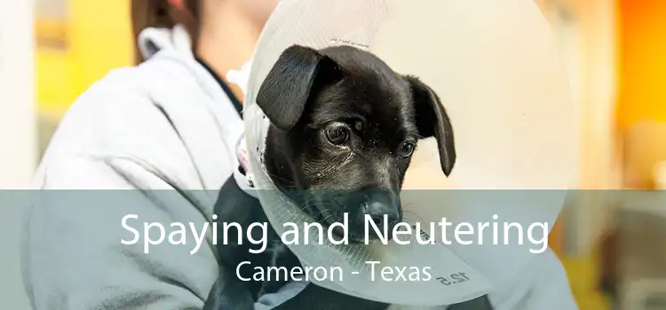 Spaying and Neutering Cameron - Texas