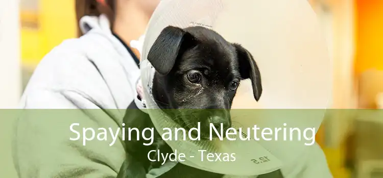 Spaying and Neutering Clyde - Texas