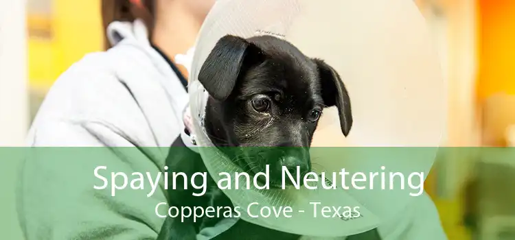 Spaying and Neutering Copperas Cove - Texas
