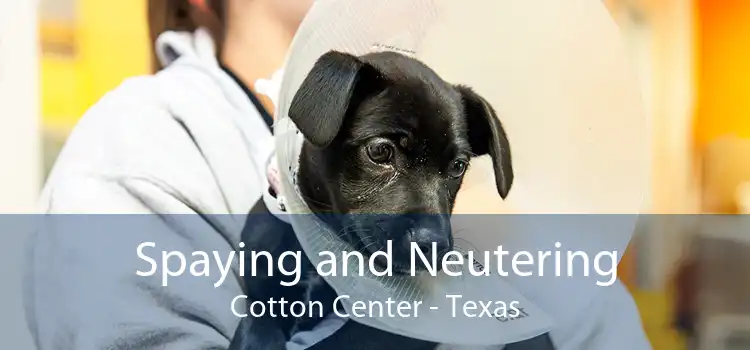 Spaying and Neutering Cotton Center - Texas