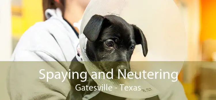 Spaying and Neutering Gatesville - Texas