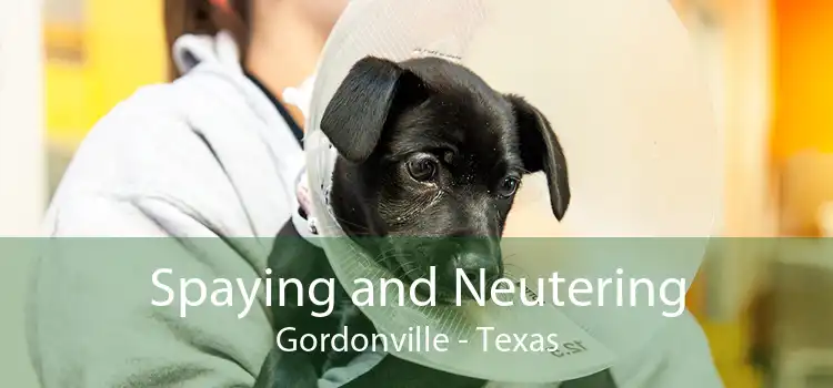 Spaying and Neutering Gordonville - Texas