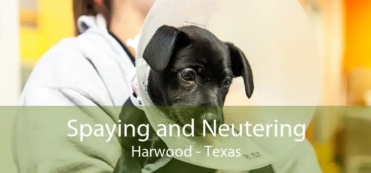 Spaying and Neutering Harwood - Texas