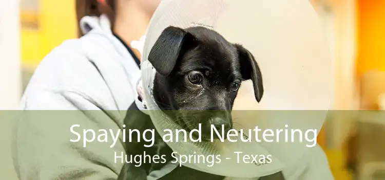 Spaying and Neutering Hughes Springs - Texas