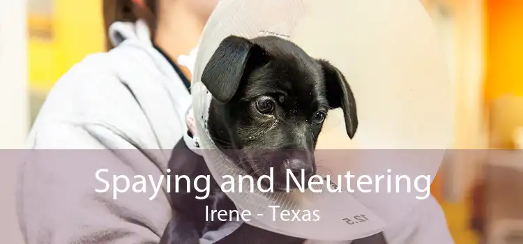 Spaying and Neutering Irene - Texas
