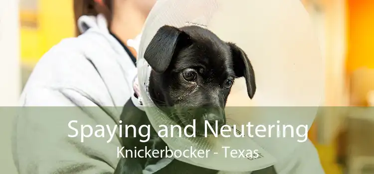 Spaying and Neutering Knickerbocker - Texas
