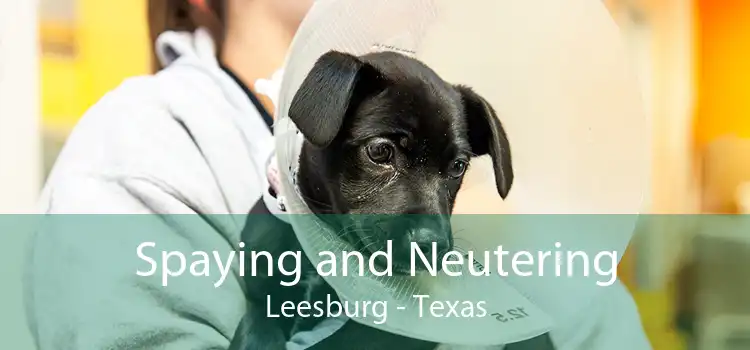 Spaying and Neutering Leesburg - Texas