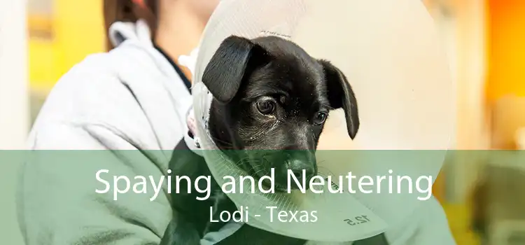 Spaying and Neutering Lodi - Texas