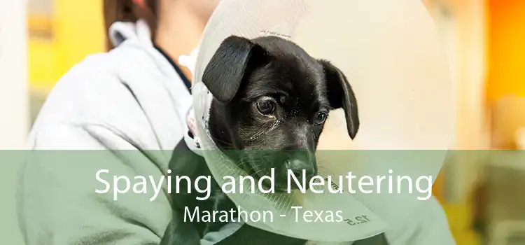 Spaying and Neutering Marathon - Texas