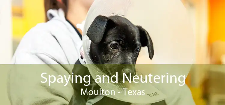 Spaying and Neutering Moulton - Texas