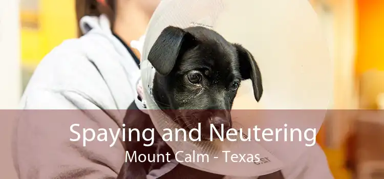Spaying and Neutering Mount Calm - Texas