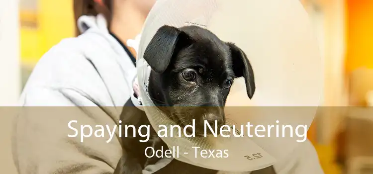 Spaying and Neutering Odell - Texas