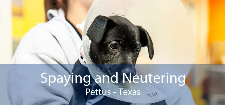 Spaying and Neutering Pettus - Texas