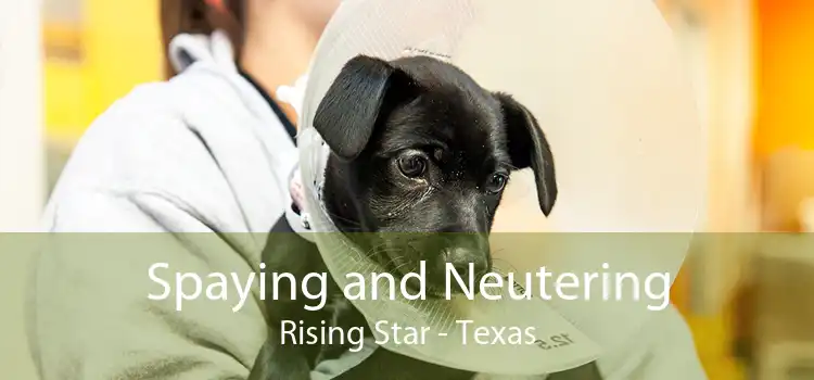Spaying and Neutering Rising Star - Texas