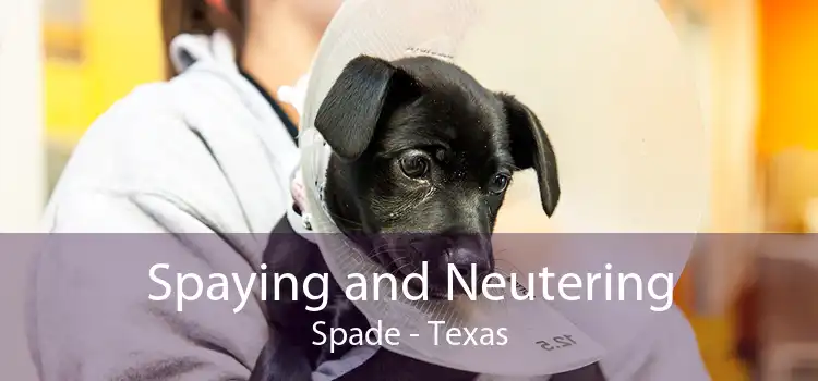 Spaying and Neutering Spade - Texas
