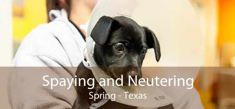 Spaying and Neutering Spring - Texas