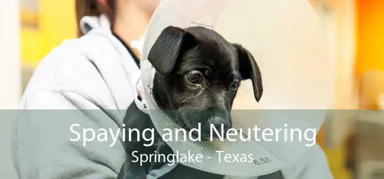 Spaying and Neutering Springlake - Texas