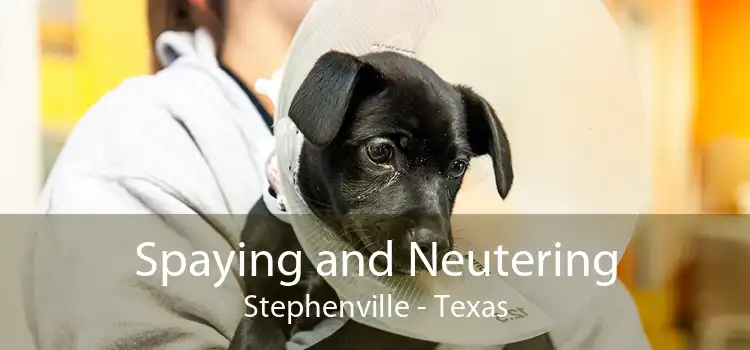 Spaying and Neutering Stephenville - Texas