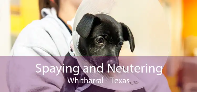 Spaying and Neutering Whitharral - Texas