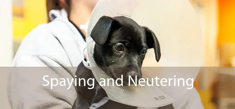 Spaying and Neutering 