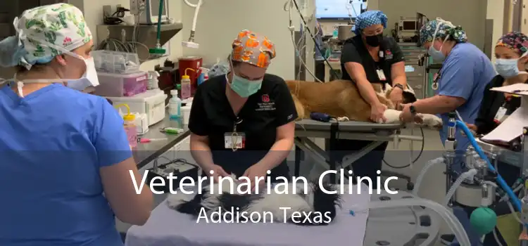 Veterinarian Clinic Addison Texas