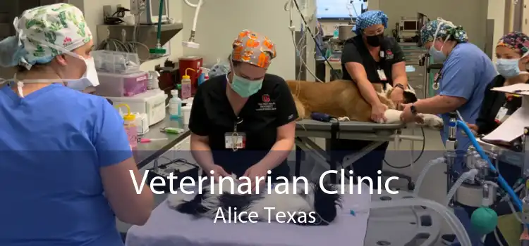 Veterinarian Clinic Alice Texas