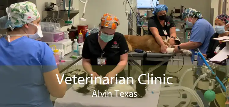 Veterinarian Clinic Alvin Texas