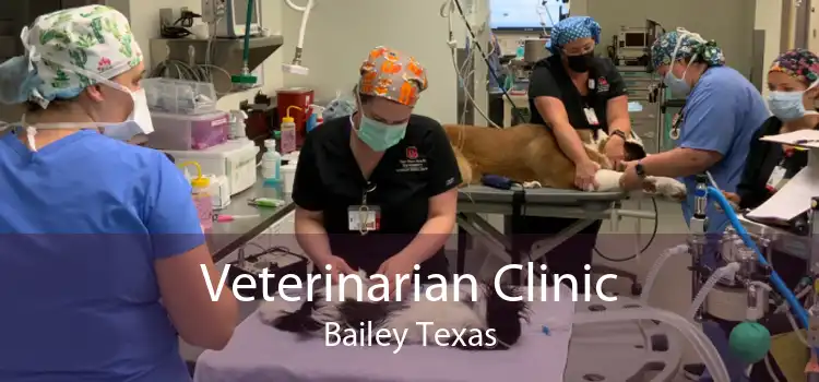 Veterinarian Clinic Bailey Texas