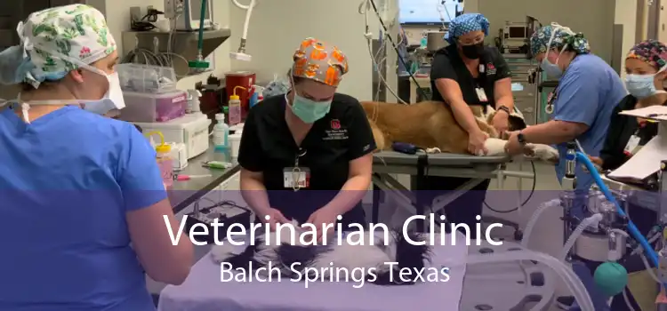 Veterinarian Clinic Balch Springs Texas