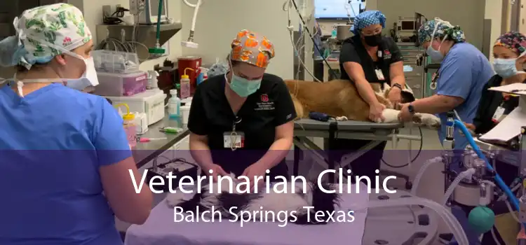 Veterinarian Clinic Balch Springs Texas