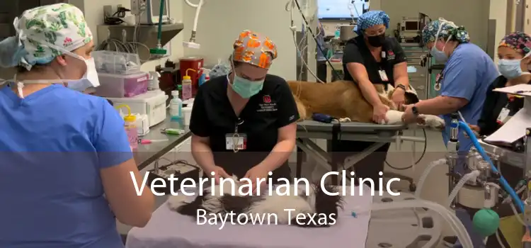 Veterinarian Clinic Baytown Texas