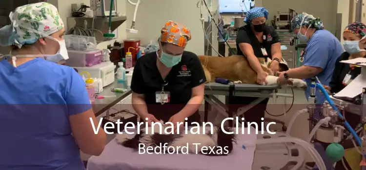 Veterinarian Clinic Bedford Texas