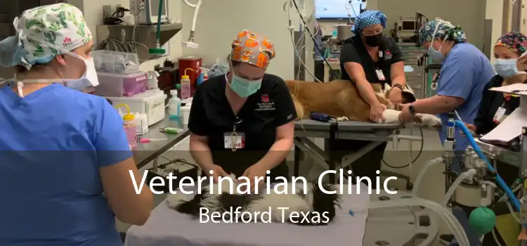 Veterinarian Clinic Bedford Texas