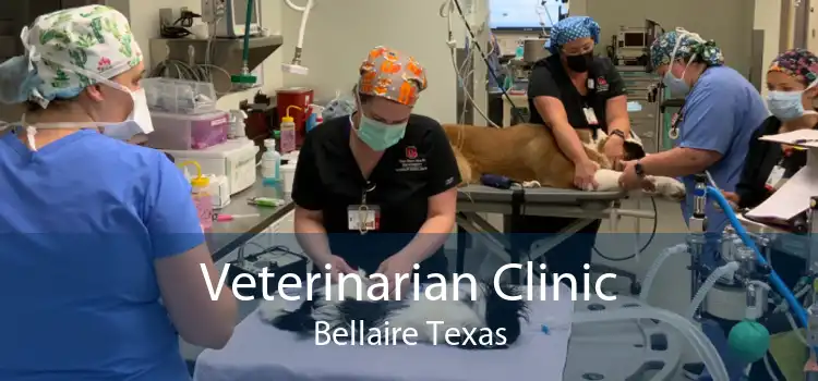 Veterinarian Clinic Bellaire Texas