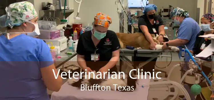 Veterinarian Clinic Bluffton Texas