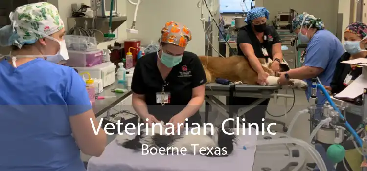 Veterinarian Clinic Boerne Texas